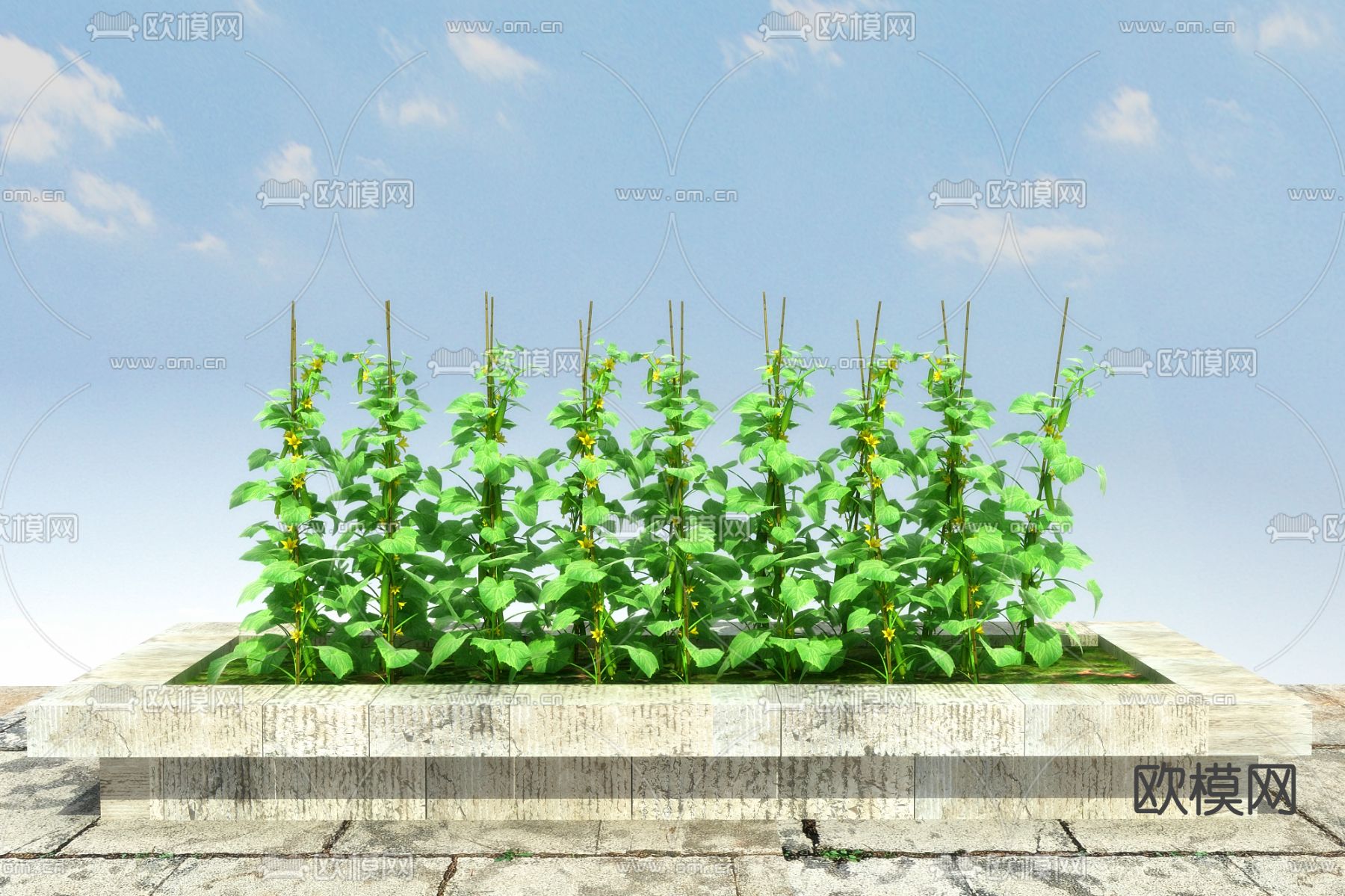 农作物 蔬菜苗 黄瓜3d模型下载（渲染图1）