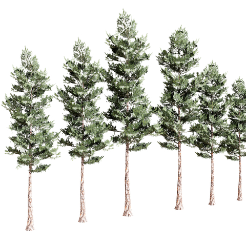  绿植 树木 户外树su模型 