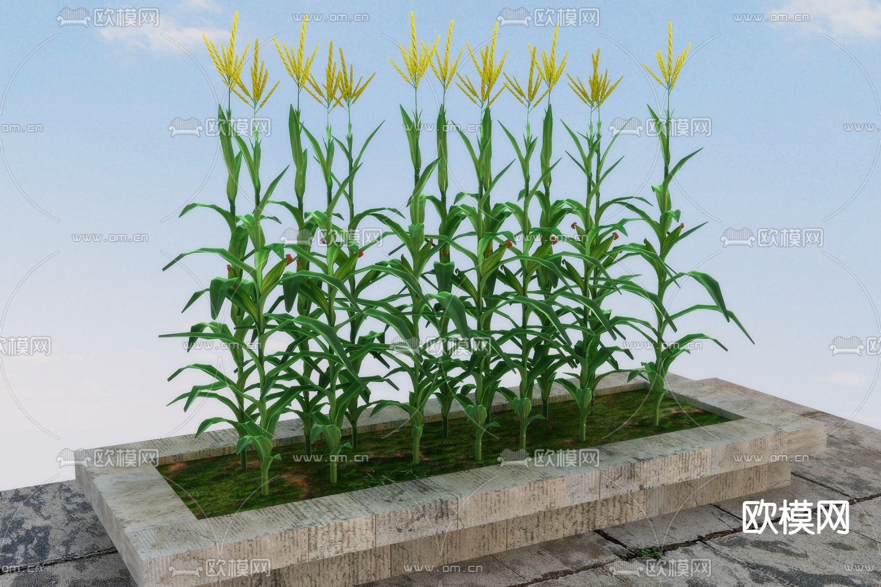 农作物 玉米 苞米3d模型下载（渲染图2）