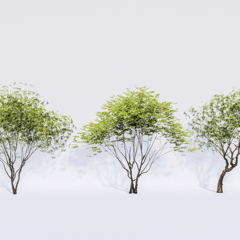  2D植物 造型树 斜飘树 景观树 乔木su模型 