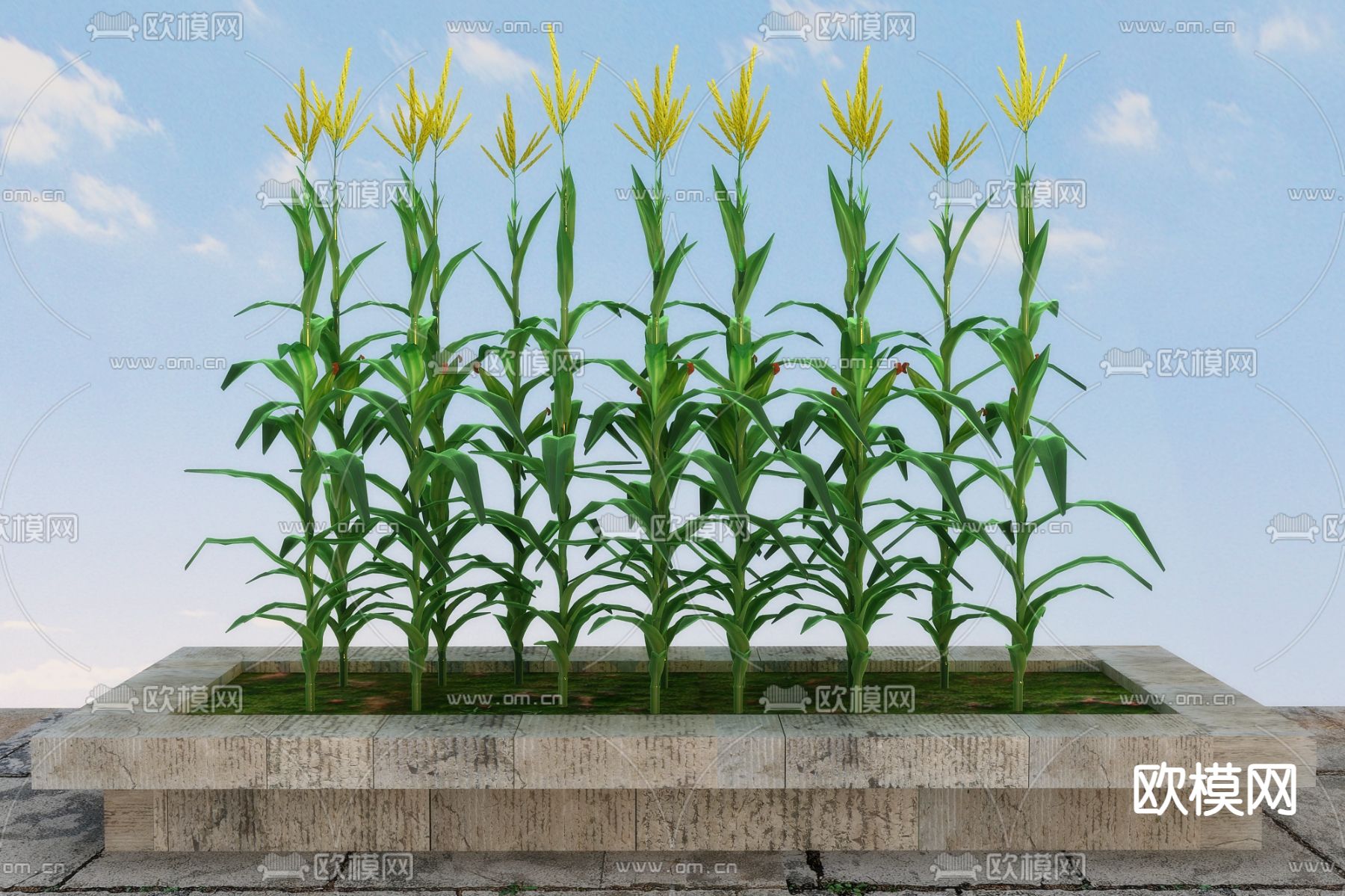 农作物 玉米 苞米3d模型下载（渲染图1）