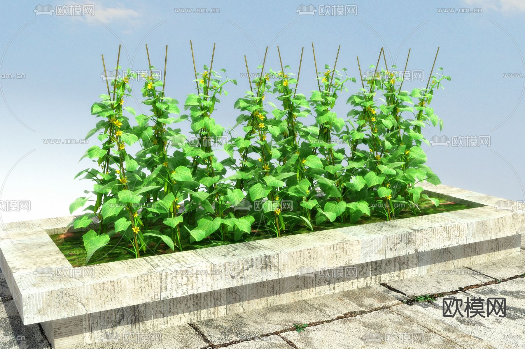 农作物 蔬菜苗 黄瓜3d模型下载（渲染图2）