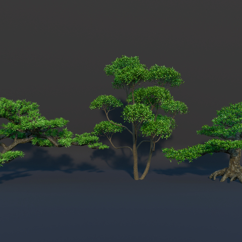  现代植物 罗汉松 黑松 五针松su模型 