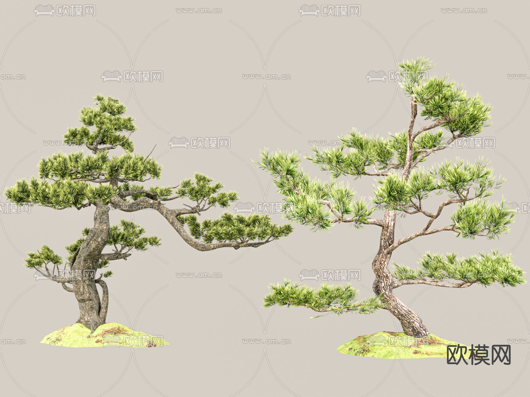 新中式松树 罗汉松 迎客松3d模型下载