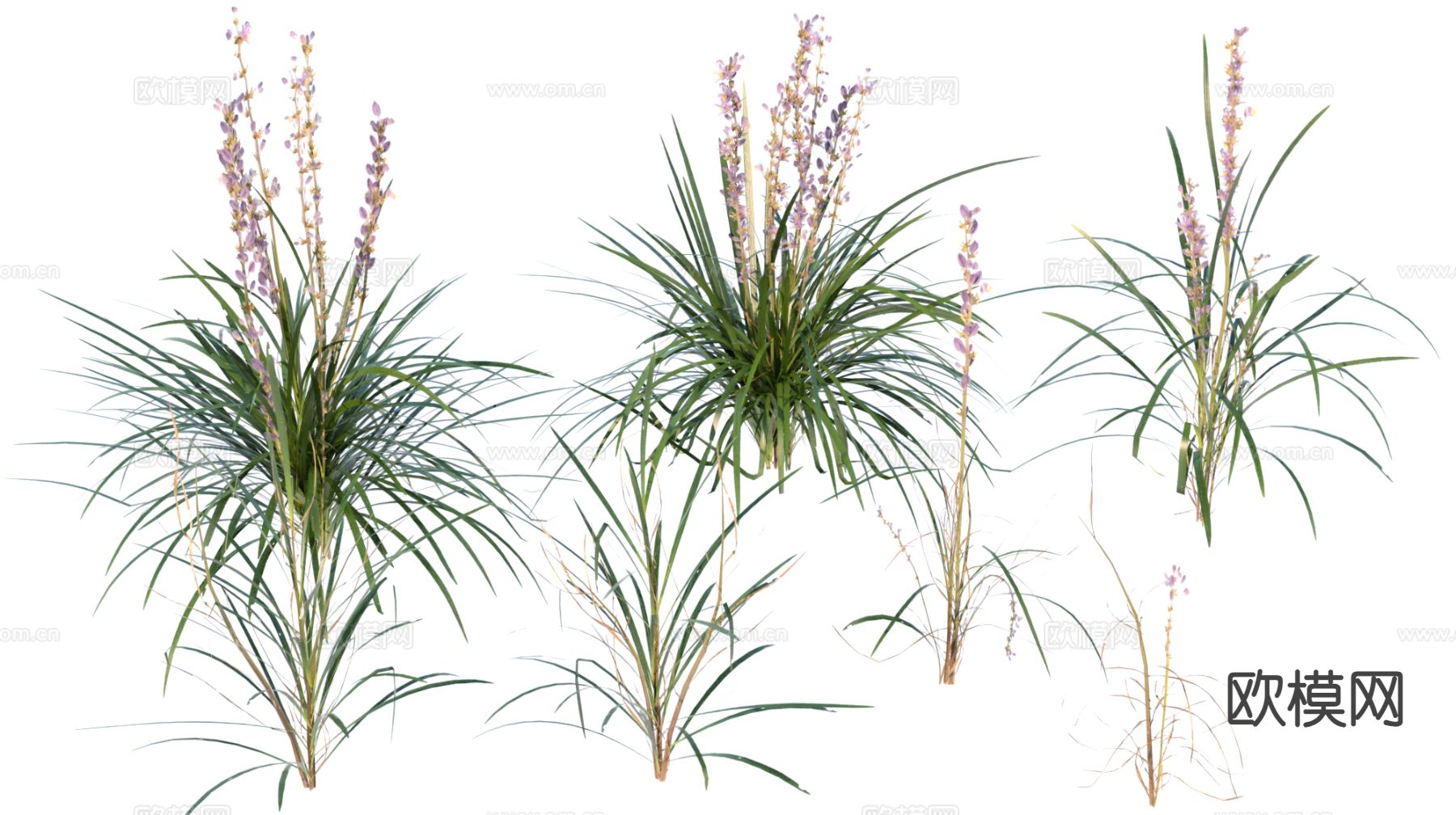 花草 薰衣草3d模型下载