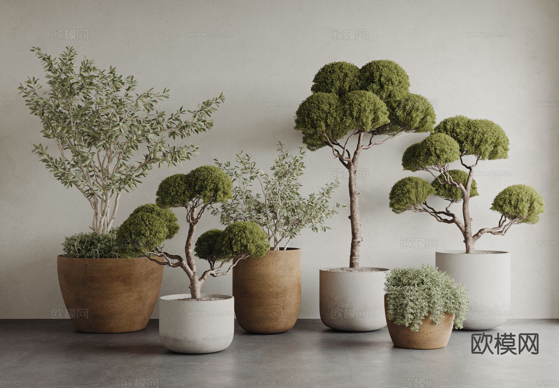 植物盆景 圆柏 木樨榄3d模型下载