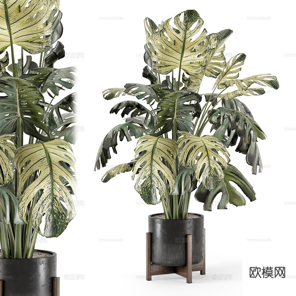 植物盆景 龟背竹3d模型下载