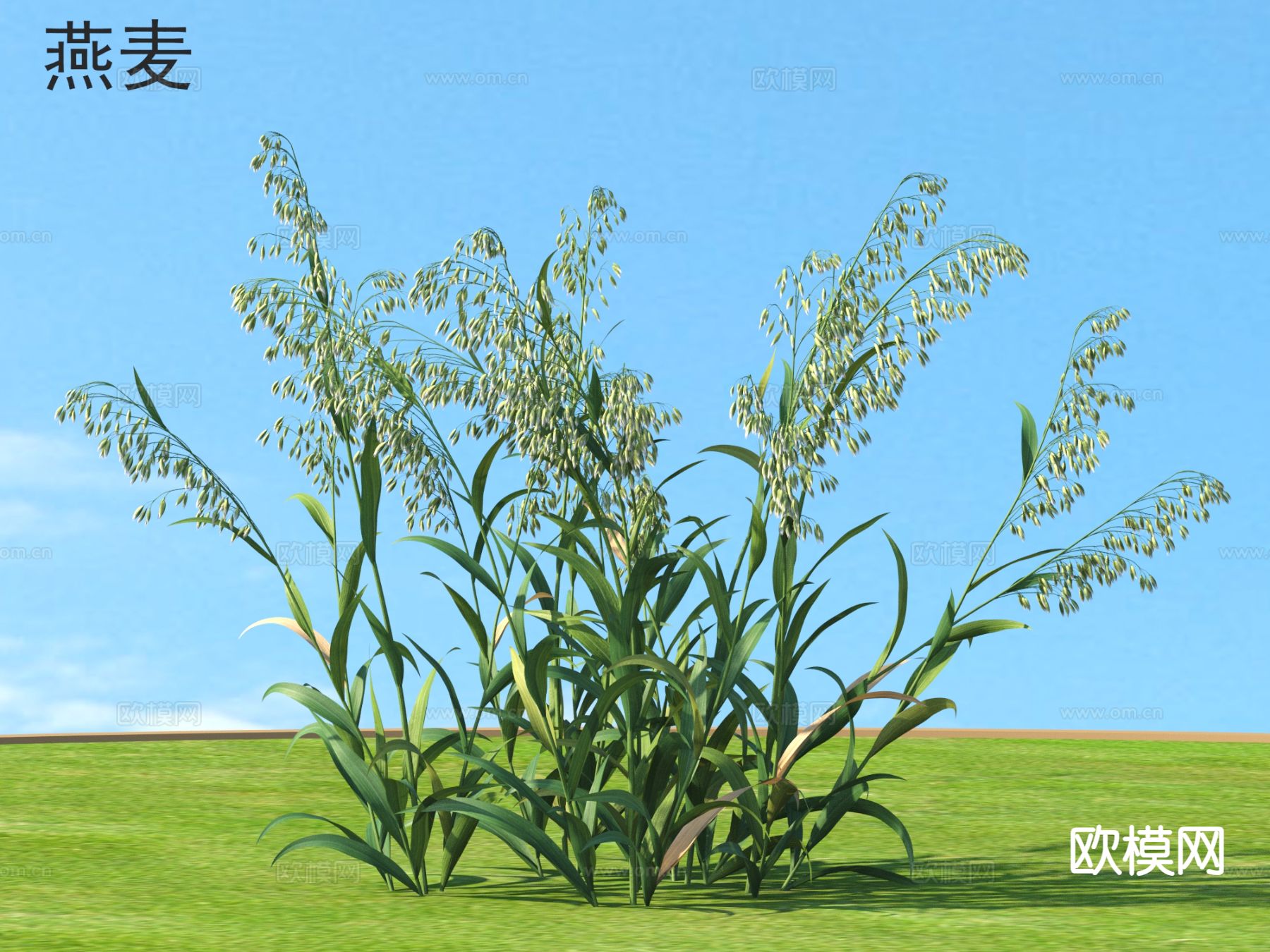 现代植物 燕麦3d模型下载