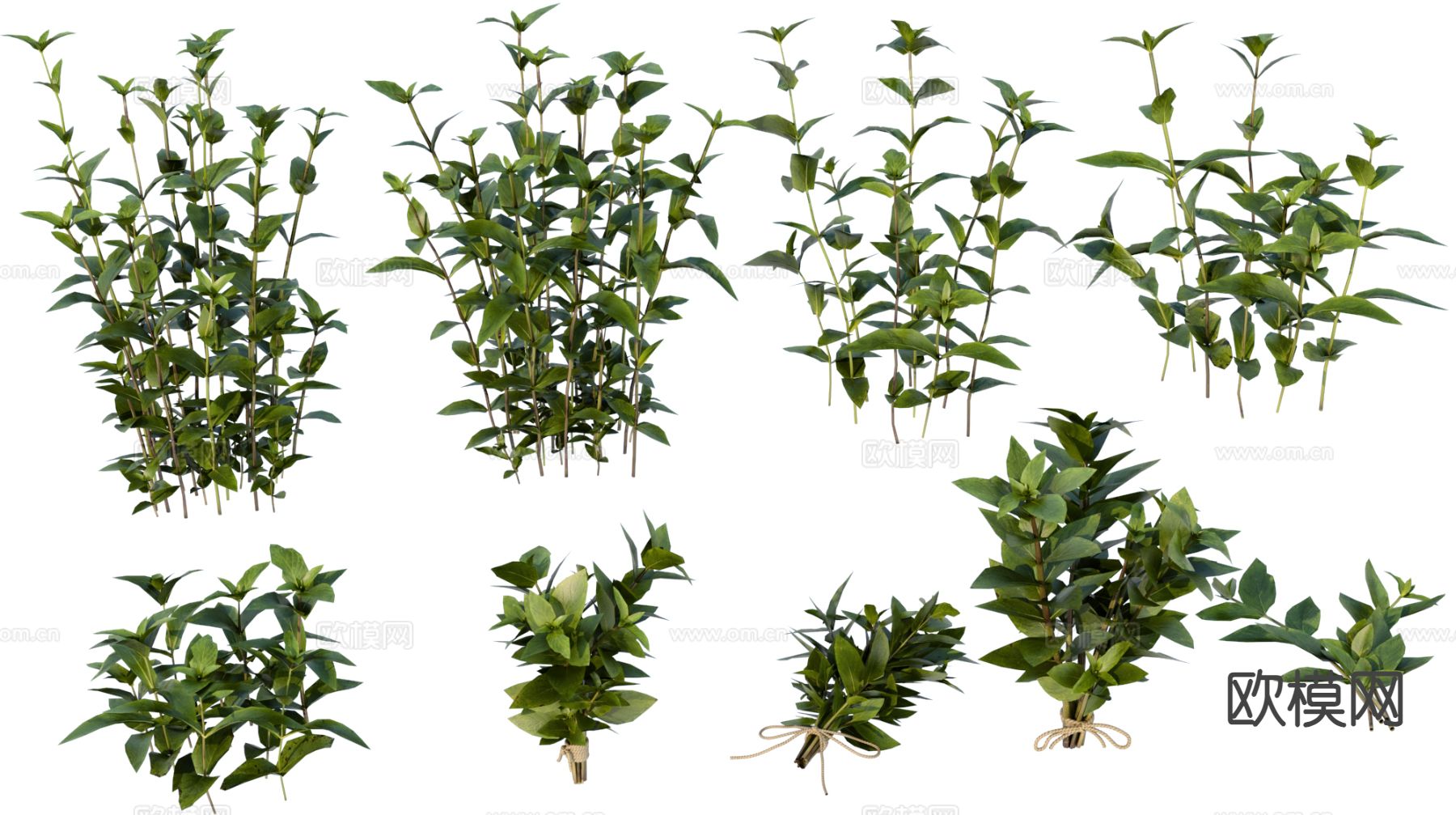 植物花草 绿植su模型下载（渲染图2）