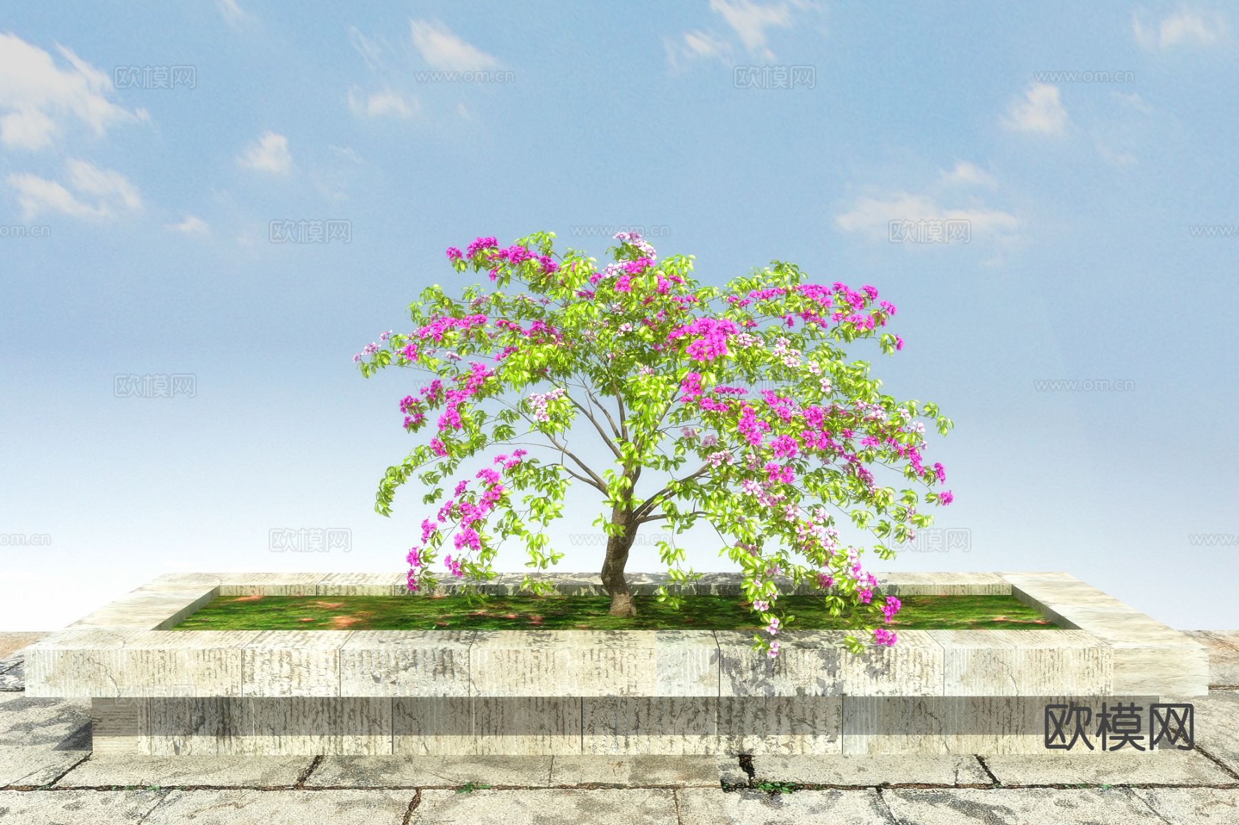 藤状灌木 叶子花3d模型下载（渲染图1）