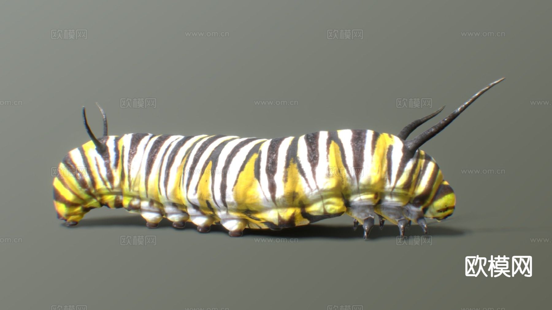 蝴蝶幼虫 毛毛虫3d模型下载