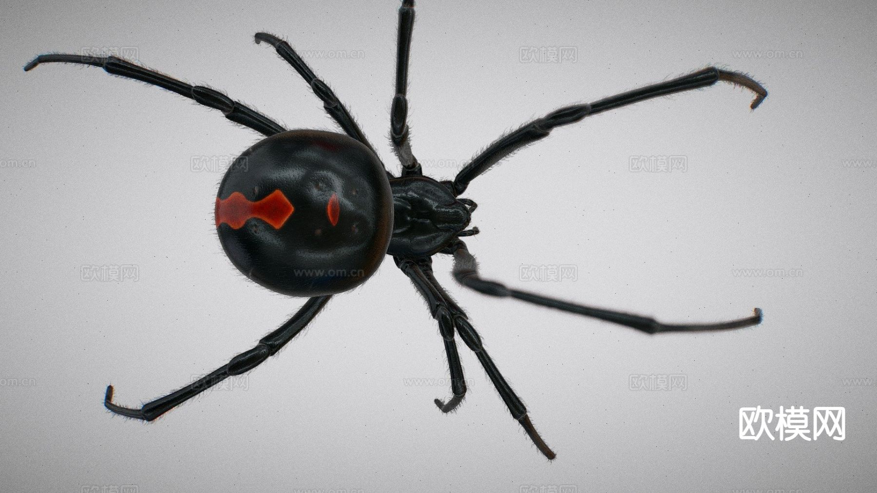 黑蜘蛛 巴西黑3d模型下载