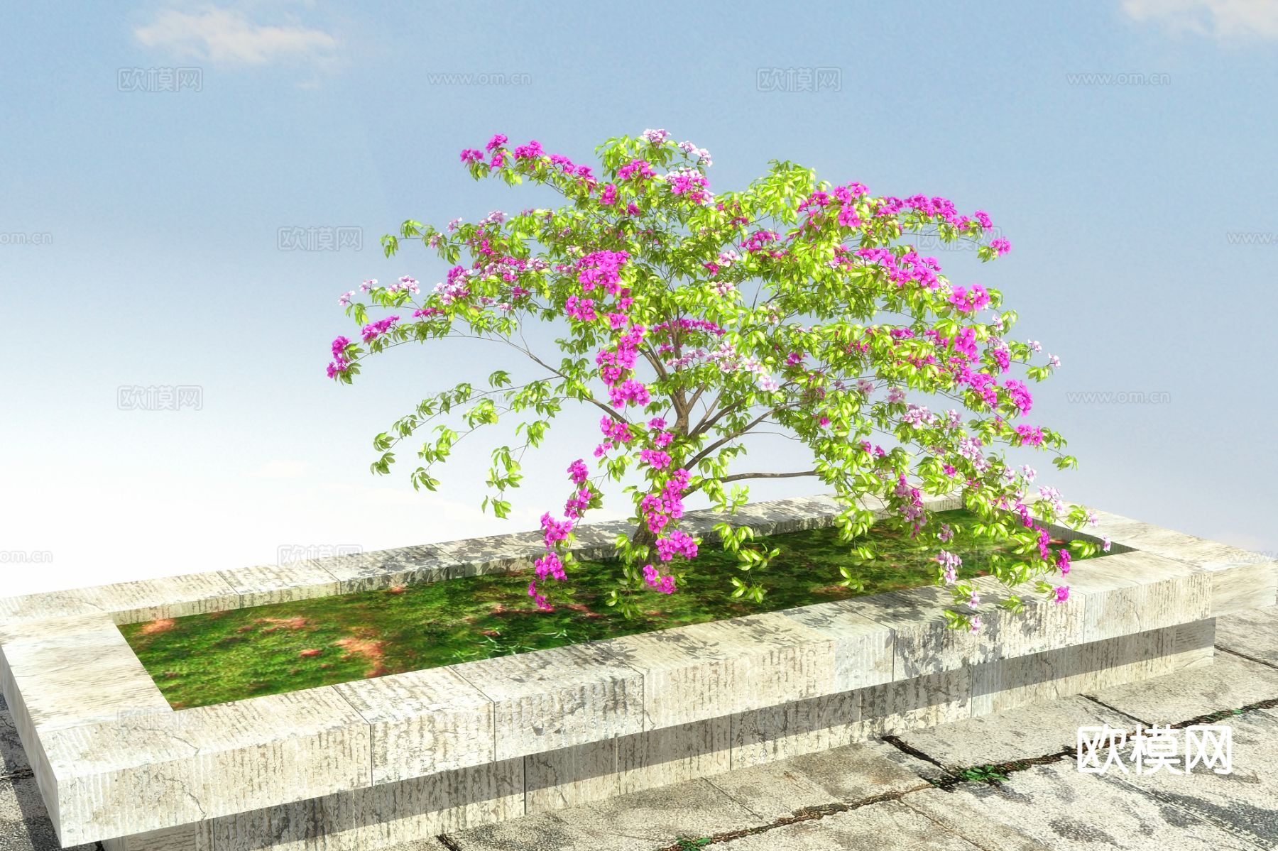 藤状灌木 叶子花3d模型下载（渲染图2）