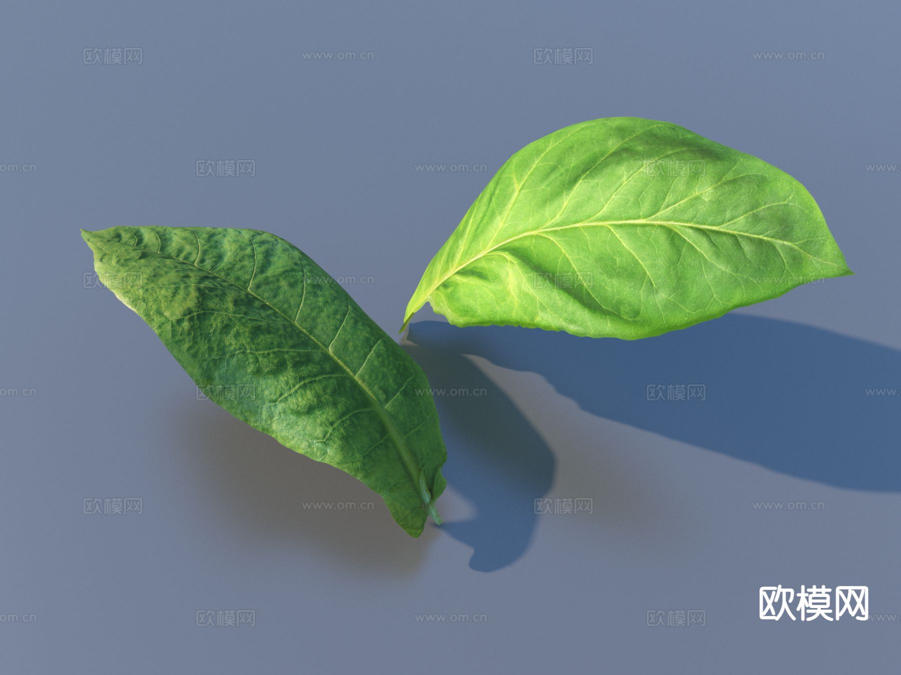 蔬菜 菜叶 食物3d模型下载