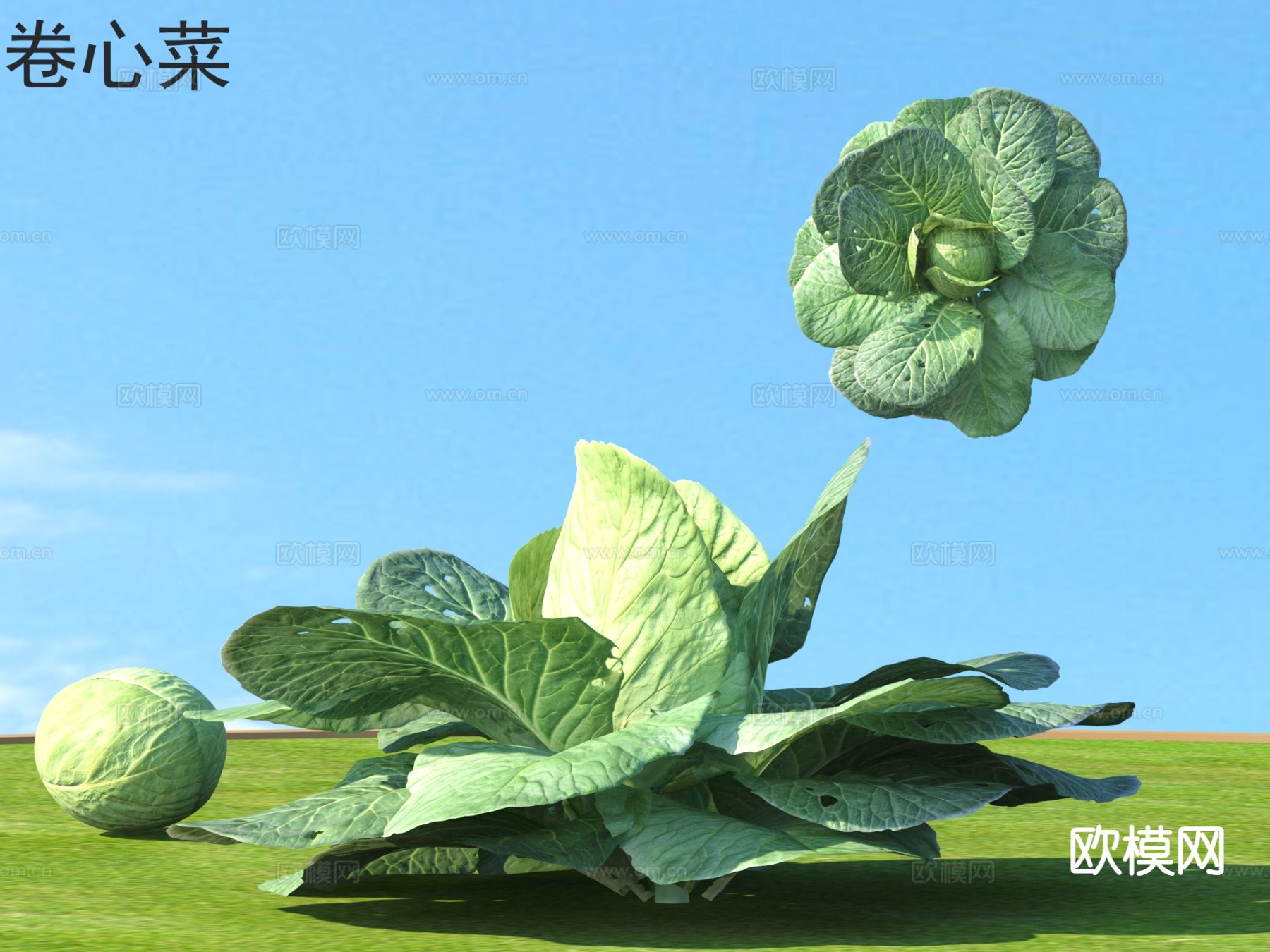 卷心菜 蔬菜 农业 农产品3d模型下载