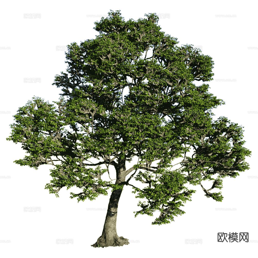 景观树 行道树3d模型下载