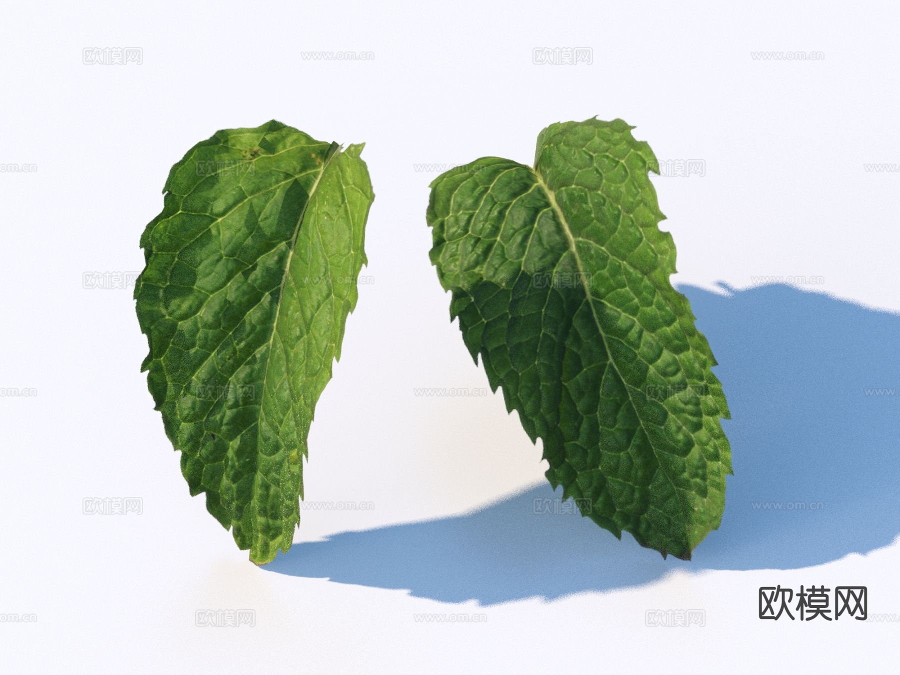 蔬菜 菜叶 食物3d模型下载