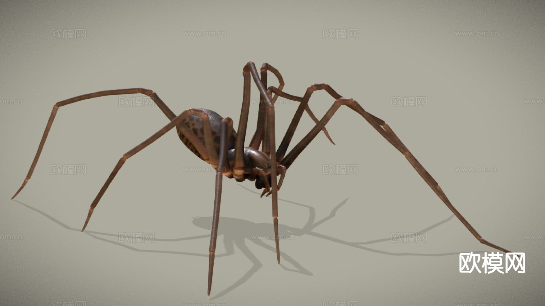毒蜘蛛 红蜘蛛3d模型下载