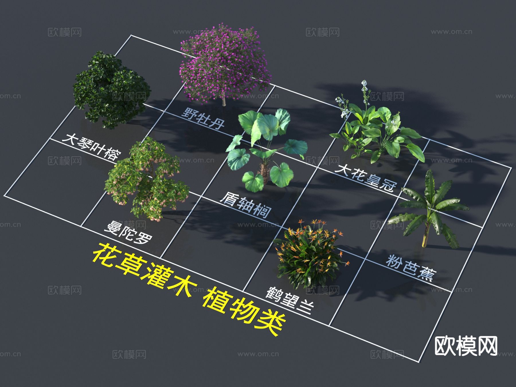 盾轴榈 粉芭蕉 曼陀罗 鹤望兰3d模型下载