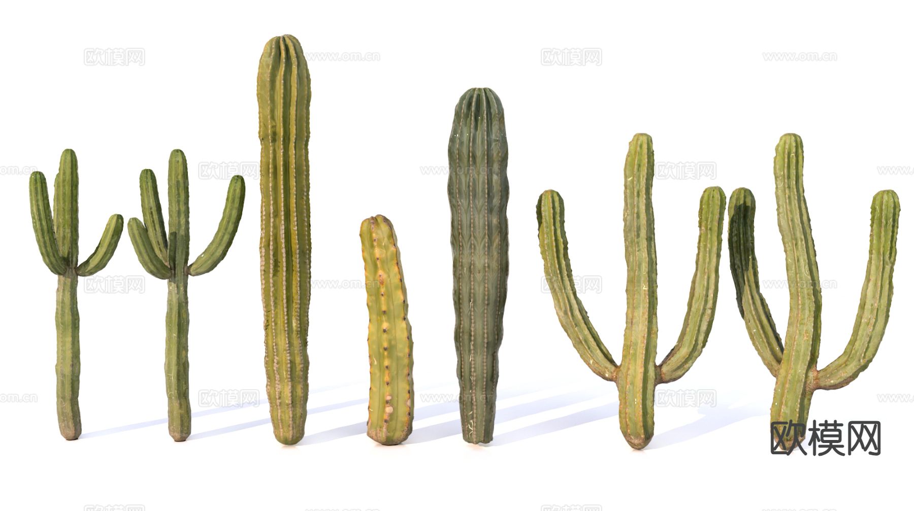 仙人掌 绿植su模型下载（渲染图2）