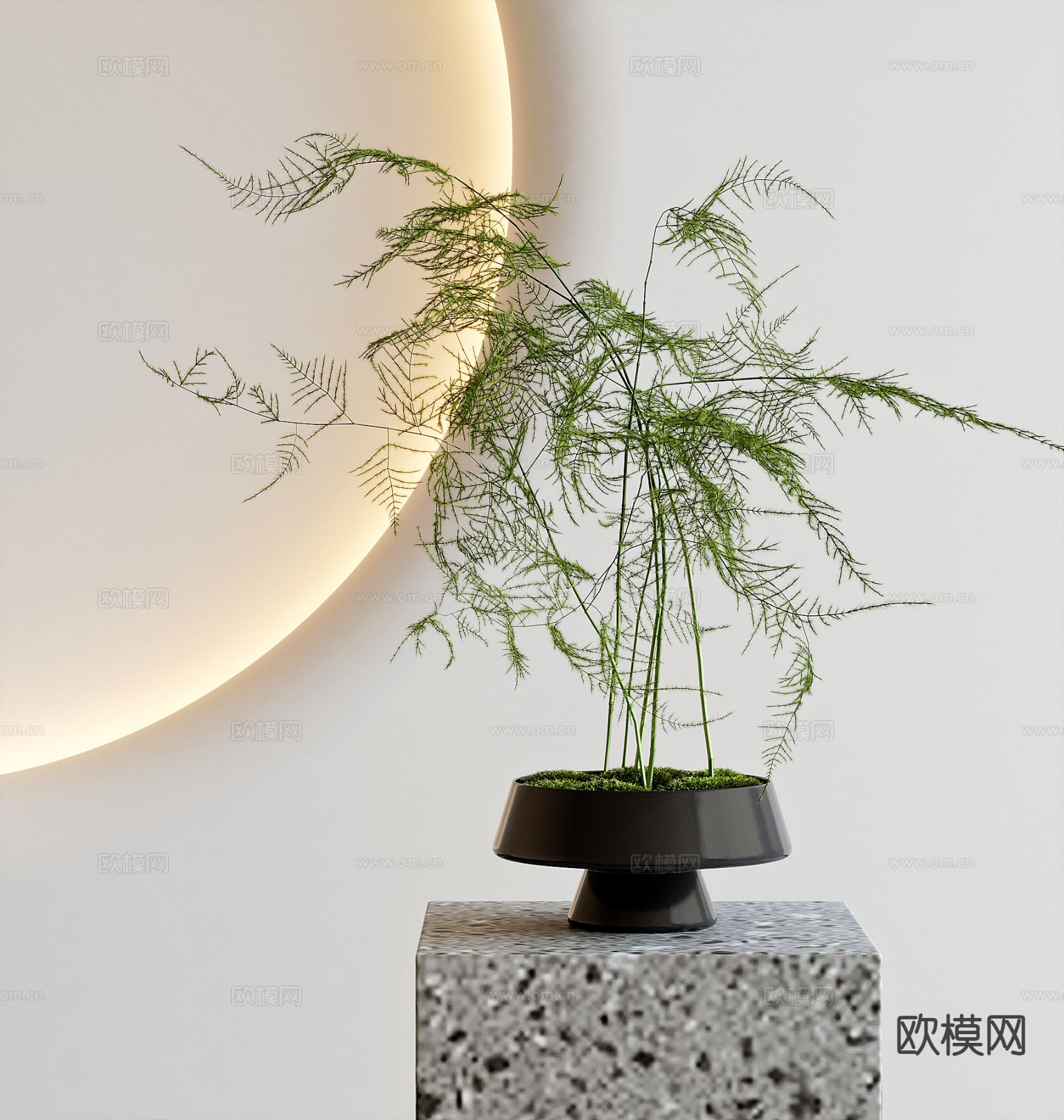 文竹 蕨类盆栽3d模型下载