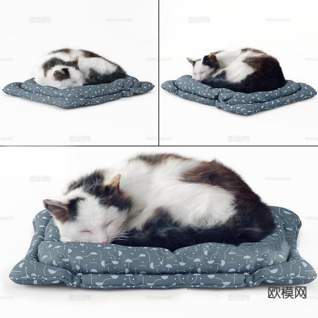 宠物猫 猫咪3d模型下载