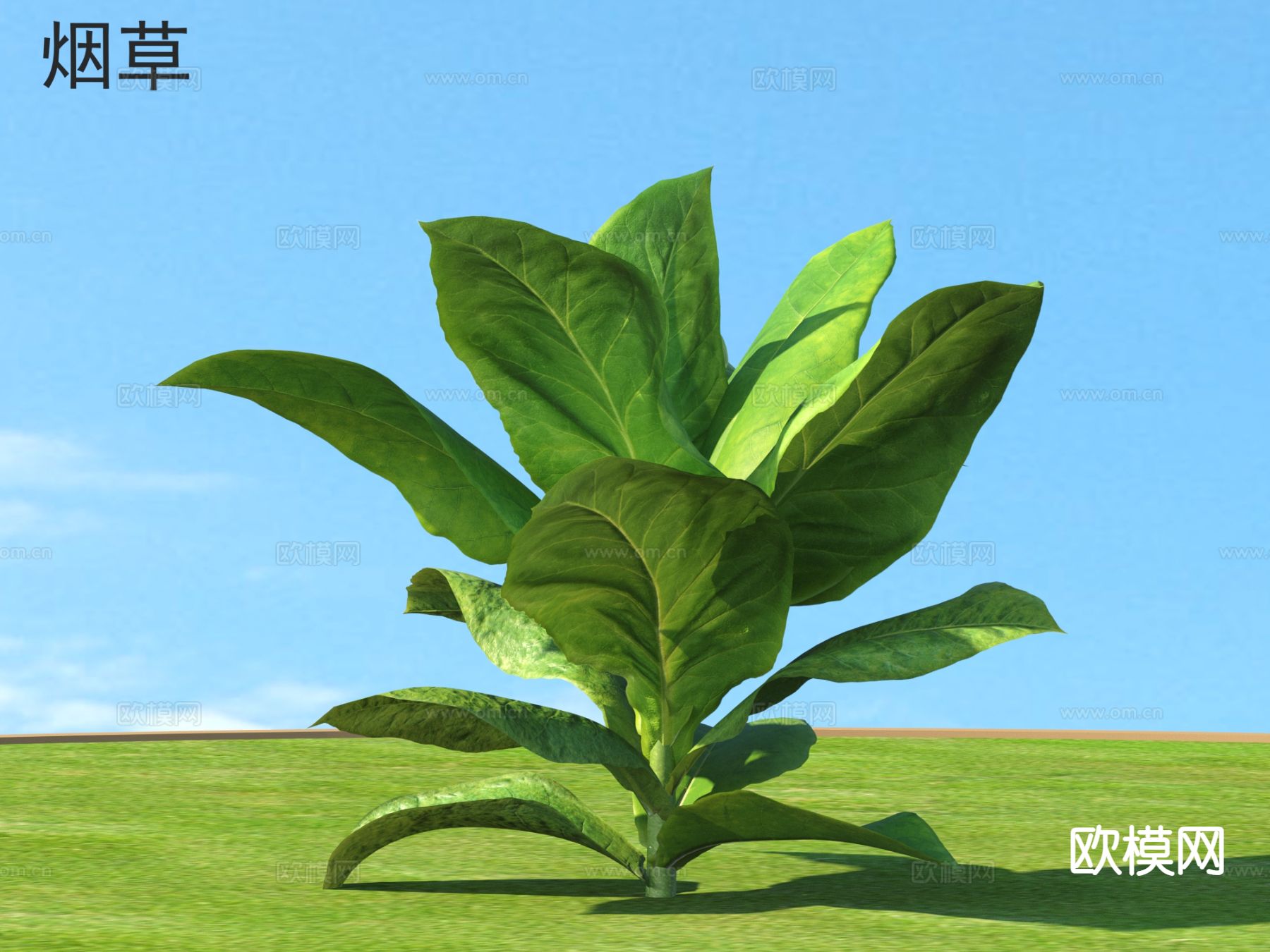 烟草 蔬菜3d模型下载