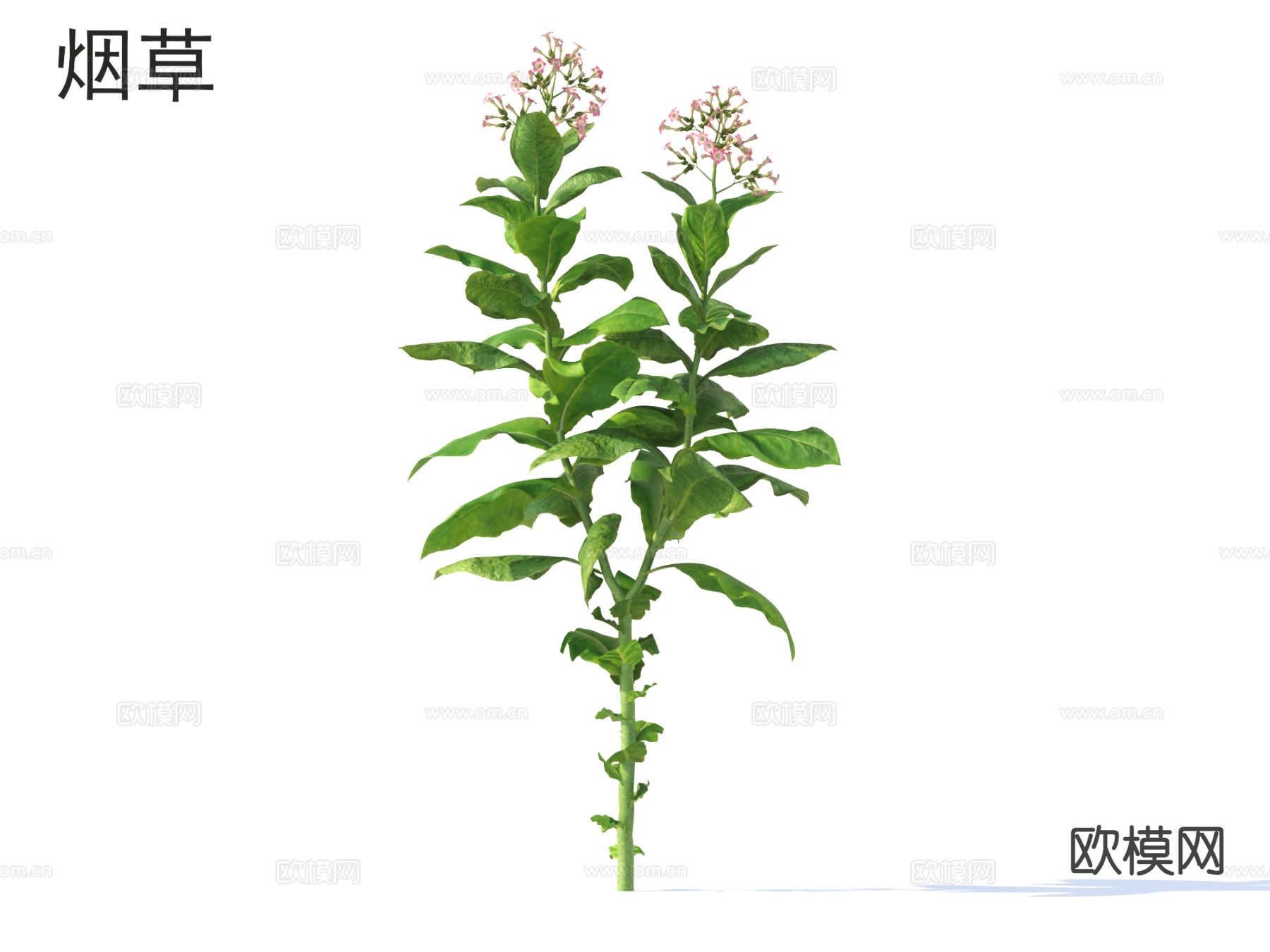 烟草 蔬菜3d模型下载