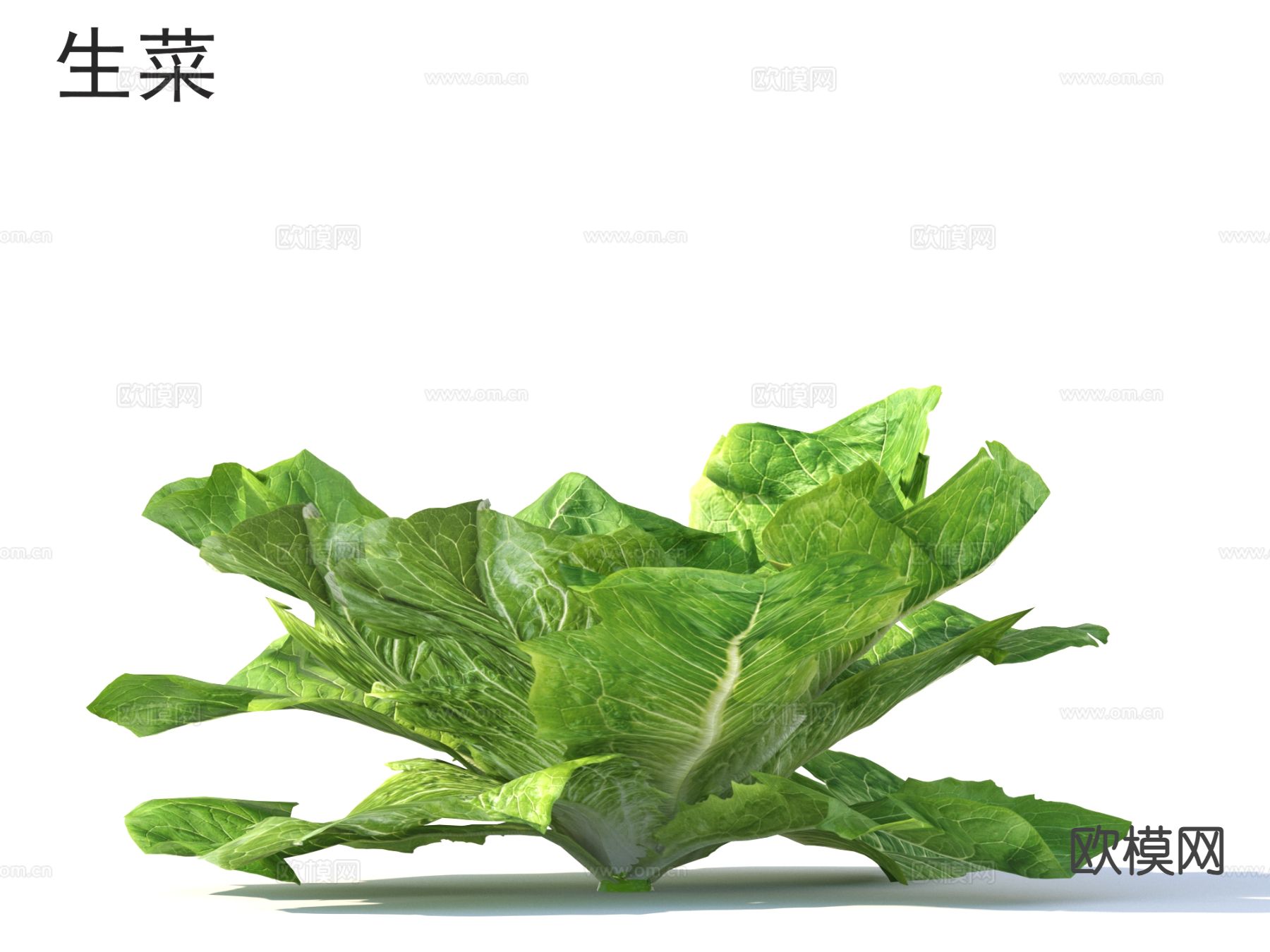 生菜 蔬菜3d模型下载