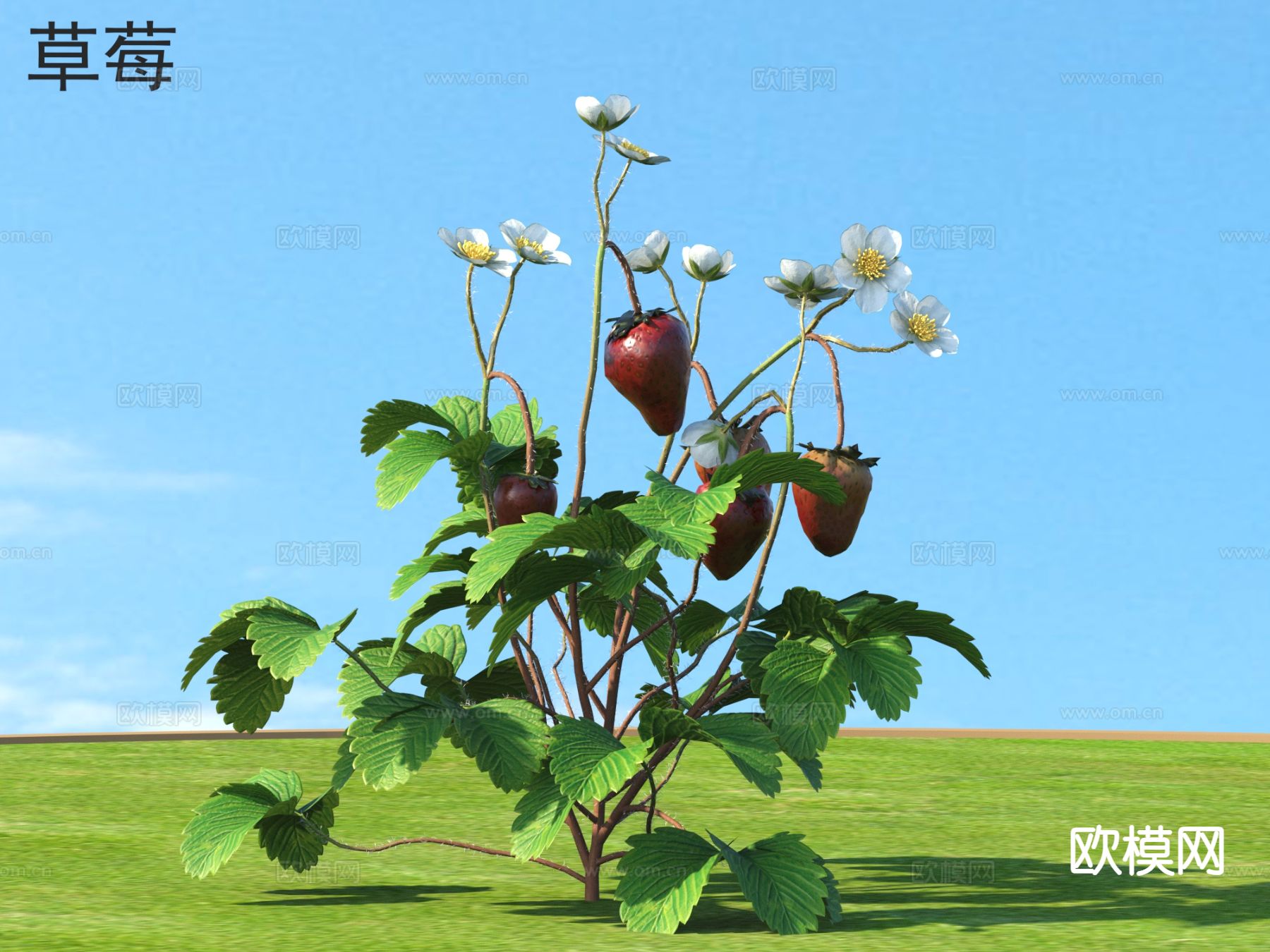草莓 蔬菜 农作物 植物类3d模型下载