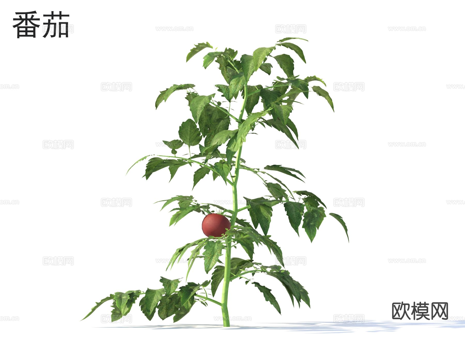 番茄 蔬菜 农作物3d模型下载