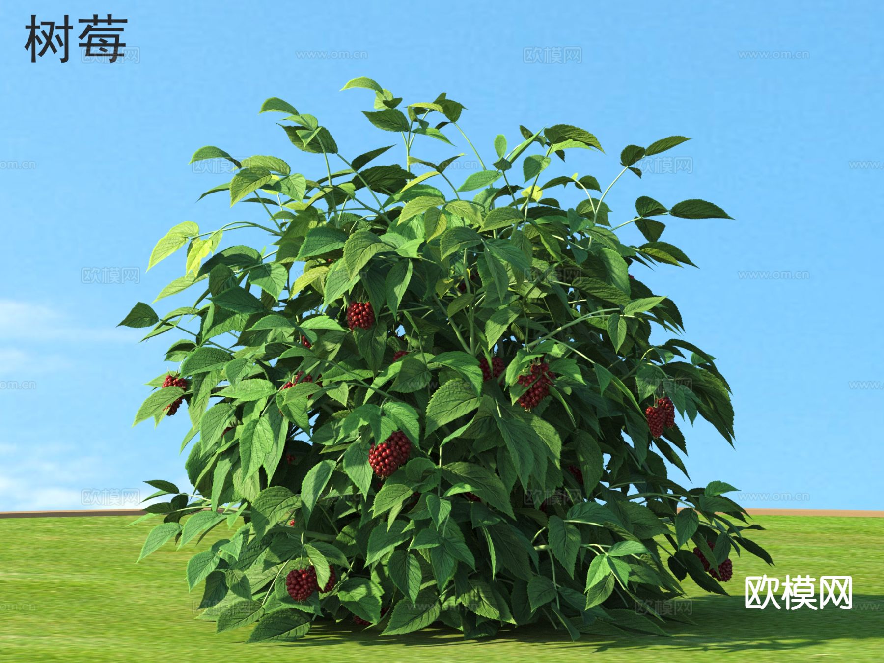 树莓 农作物3d模型下载