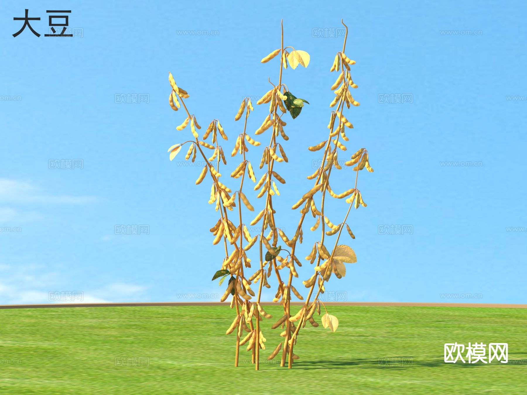 大豆 蔬菜3d模型下载