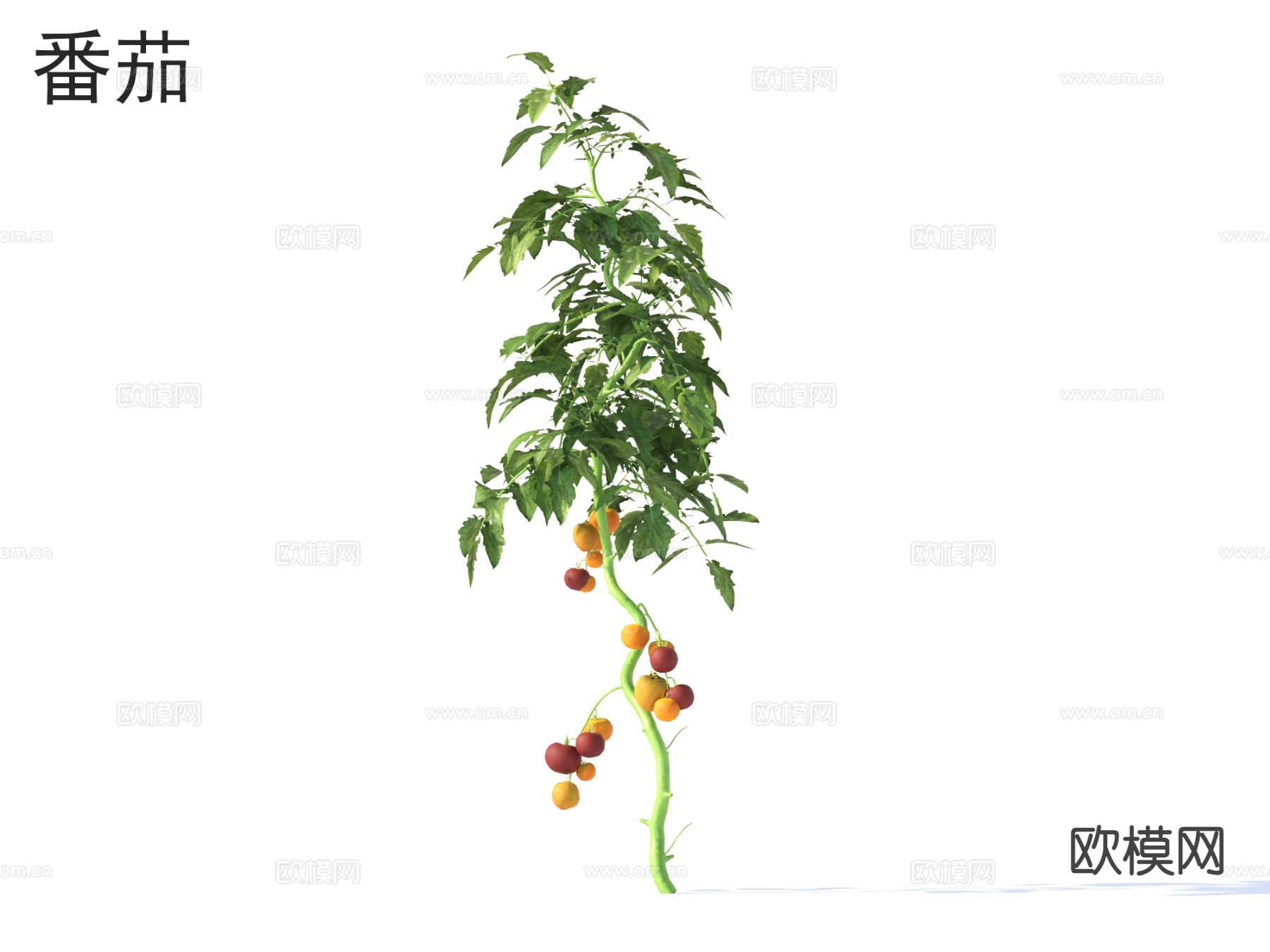 番茄 蔬菜3d模型下载