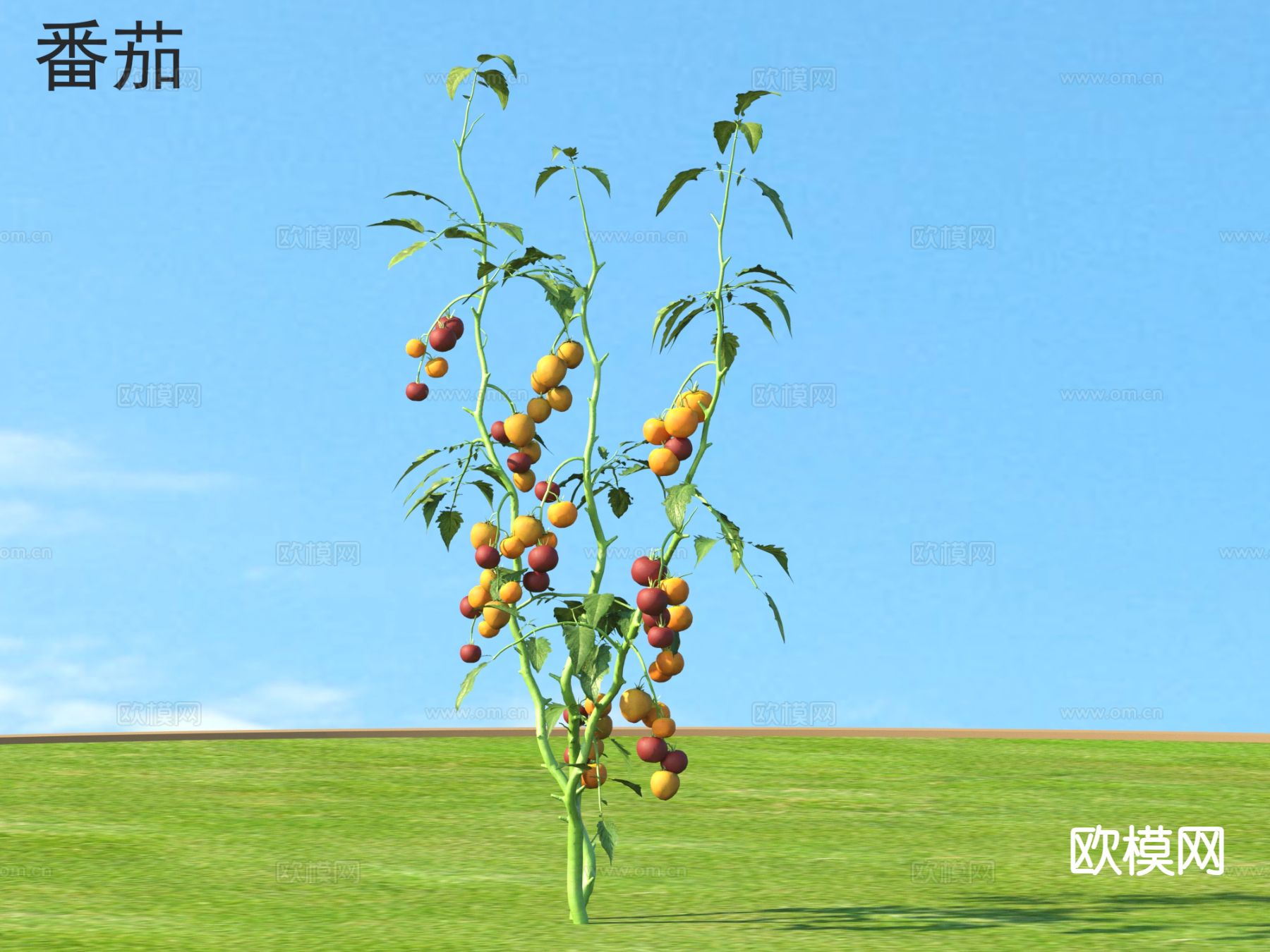 番茄 蔬菜3d模型下载
