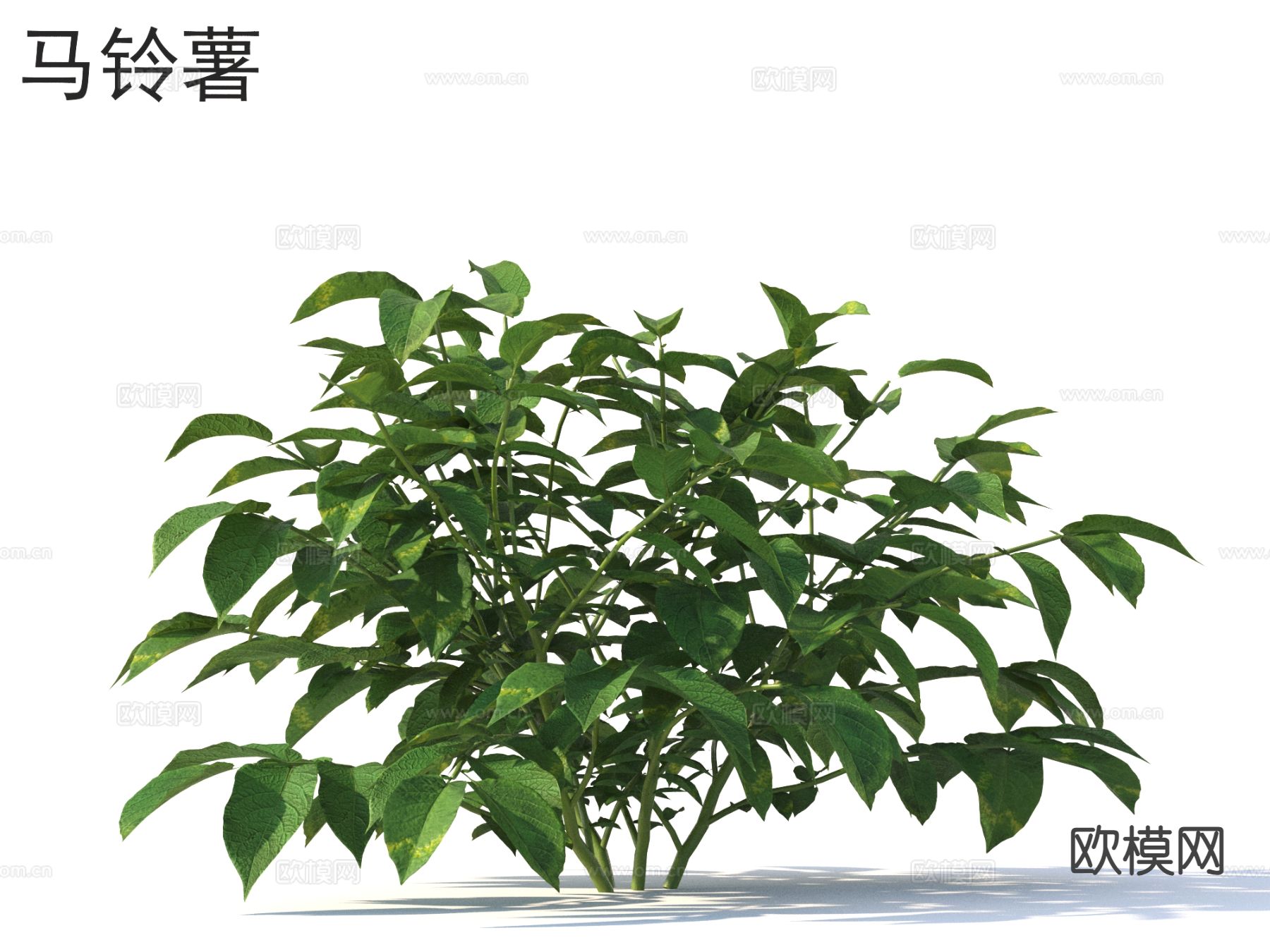 马铃薯 农作物 农田种植物3d模型下载