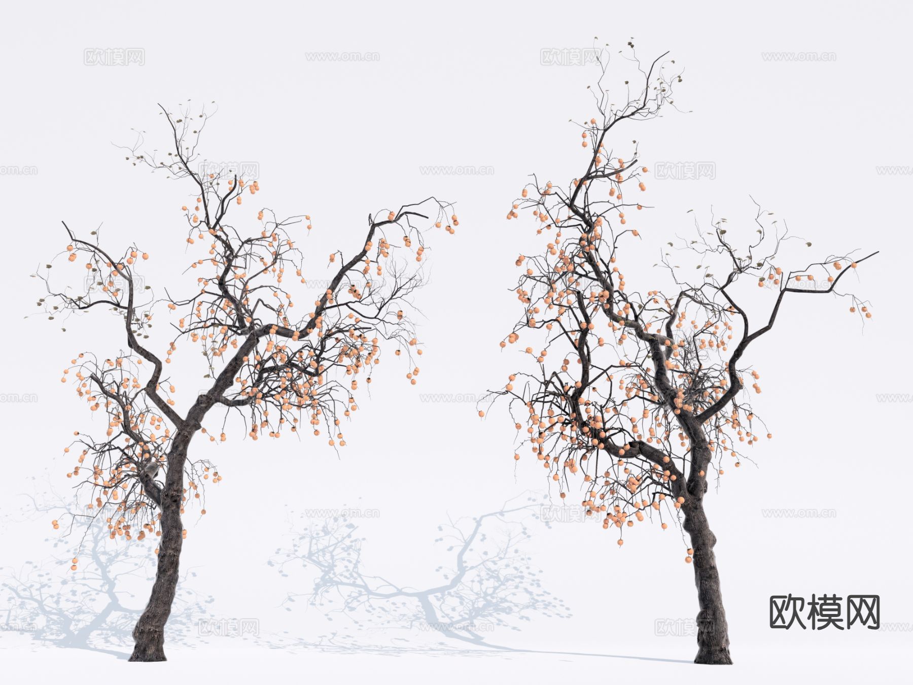 景观树 果树 柿子树3d模型下载