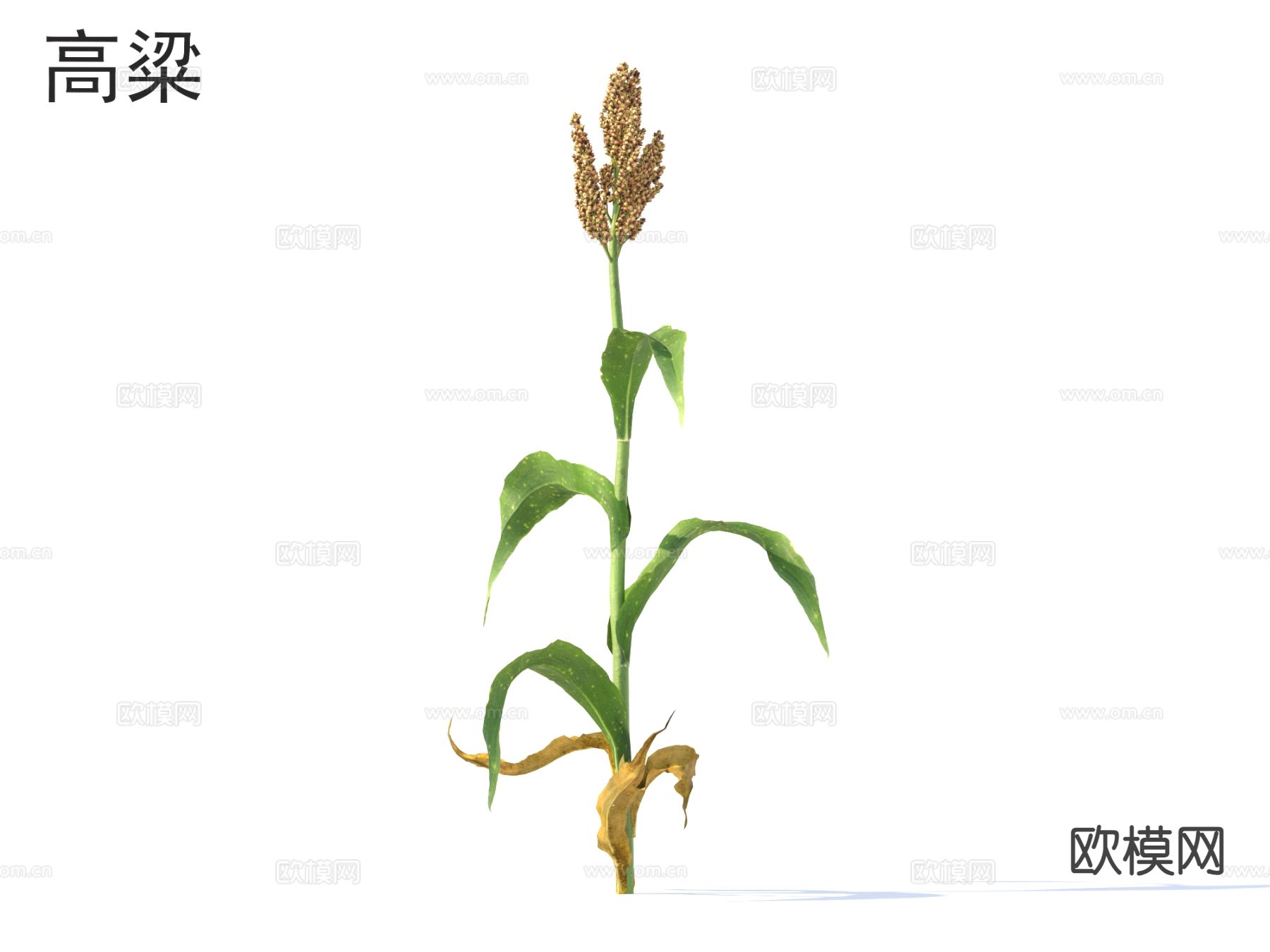 高粱 农作物 农田种植物3d模型下载