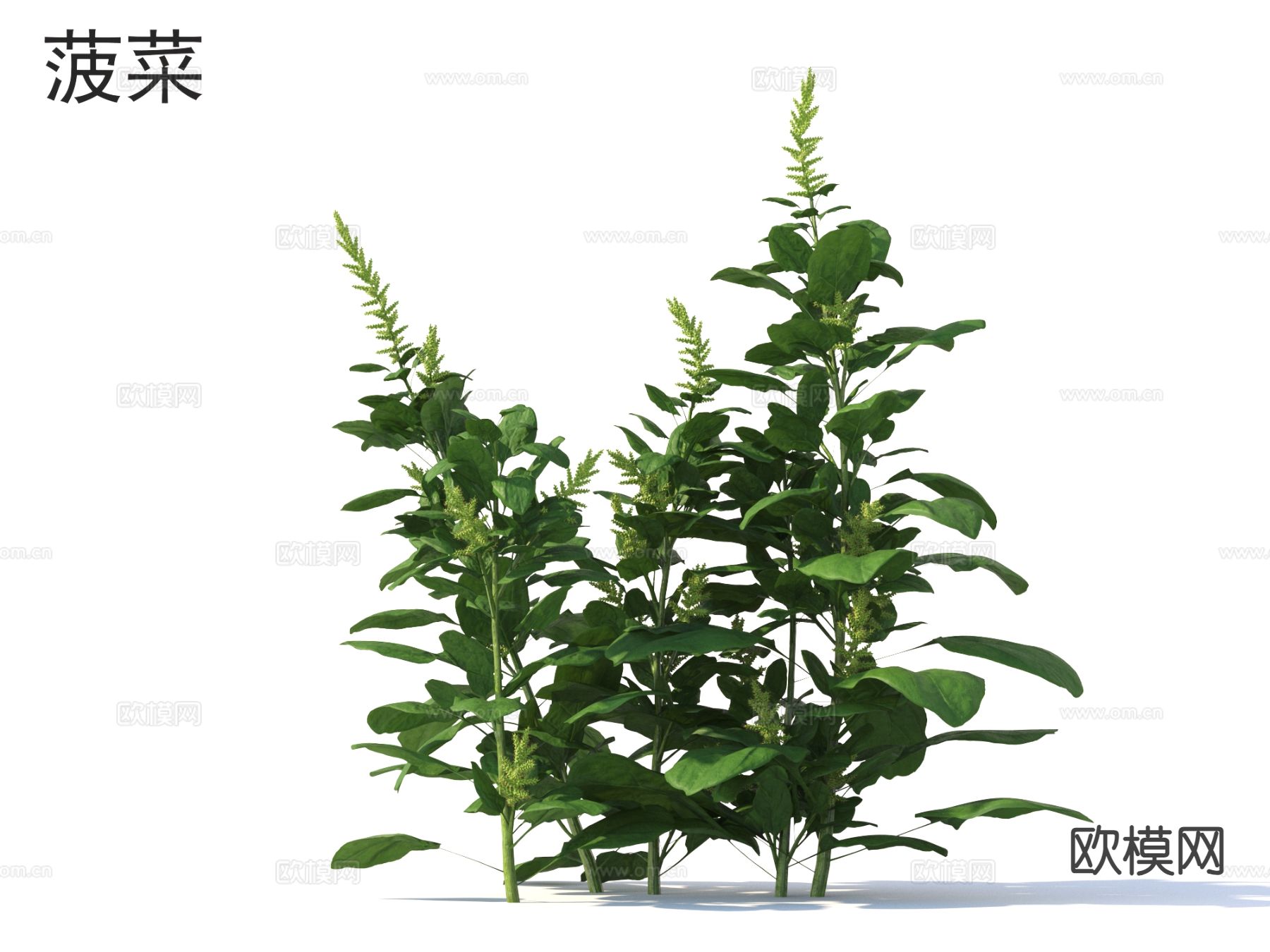 菠菜 蔬菜3d模型下载