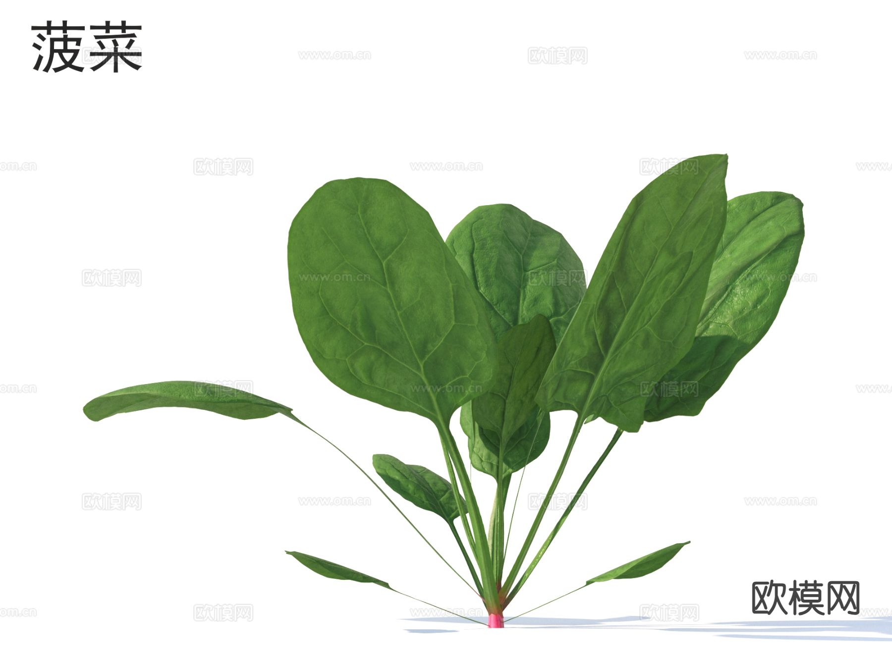 菠菜 蔬菜3d模型下载