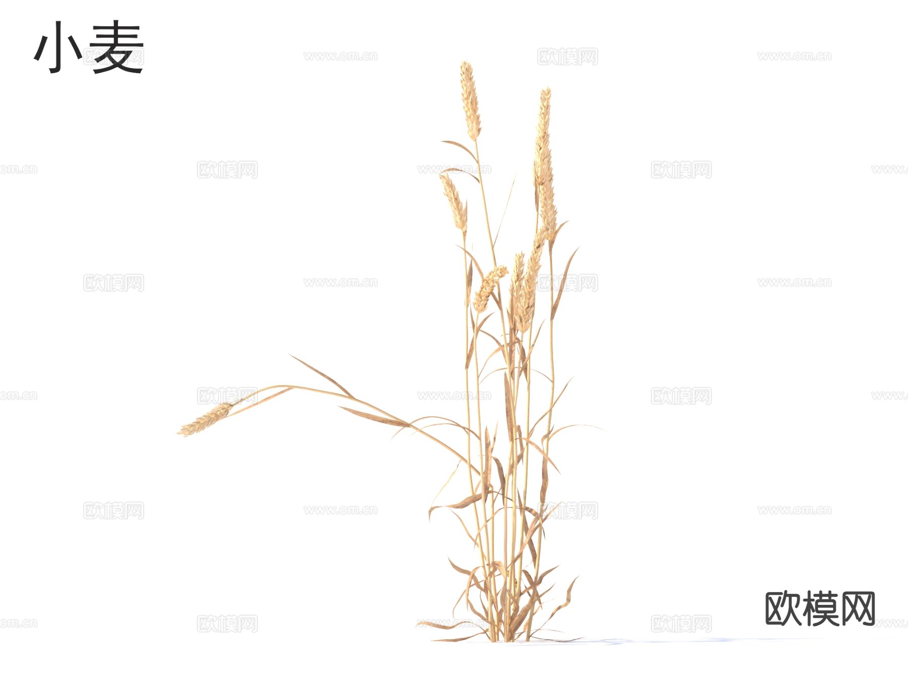 小麦 农作物3d模型下载