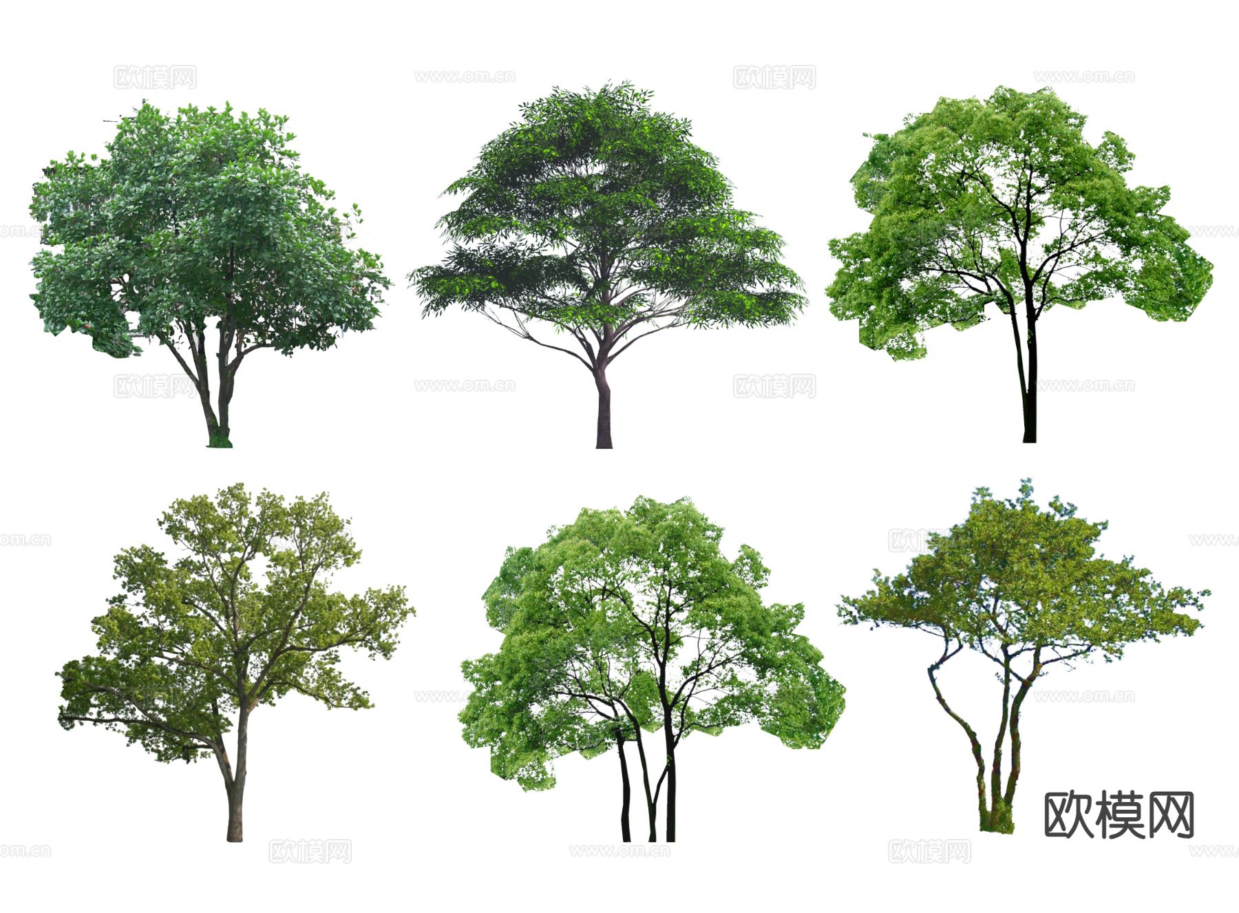 大树 行道树 生树 乌桕树 香樟树su模型下载