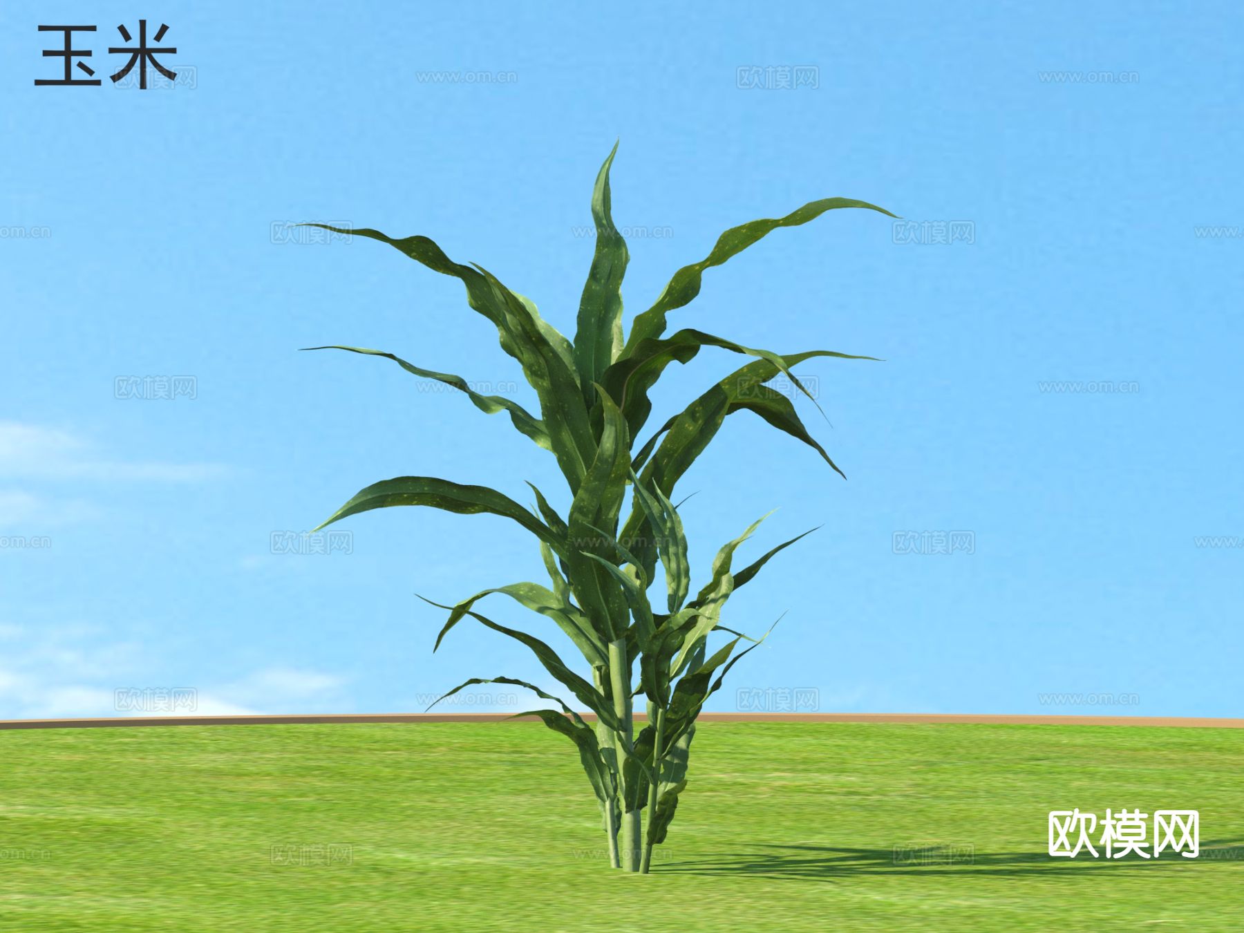 玉米 农作物3d模型下载