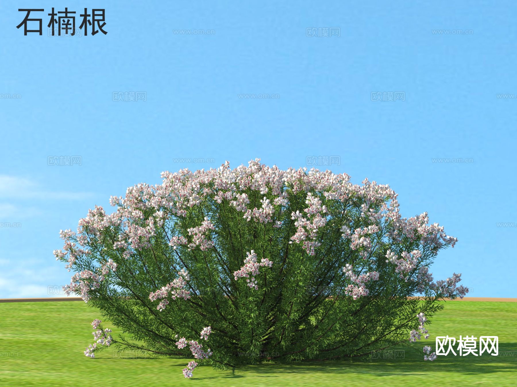 石楠根 植物3d模型下载