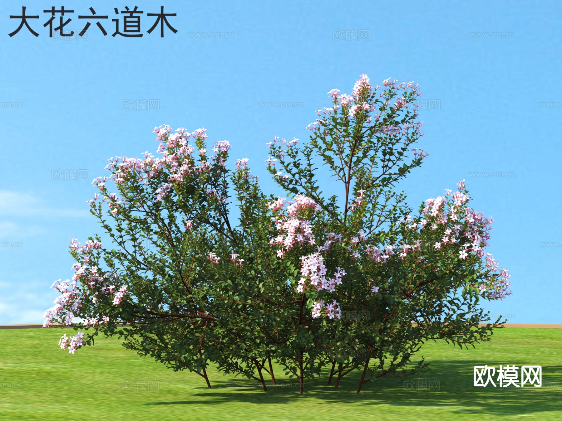 大花六道木 花草灌木 植物3d模型下载