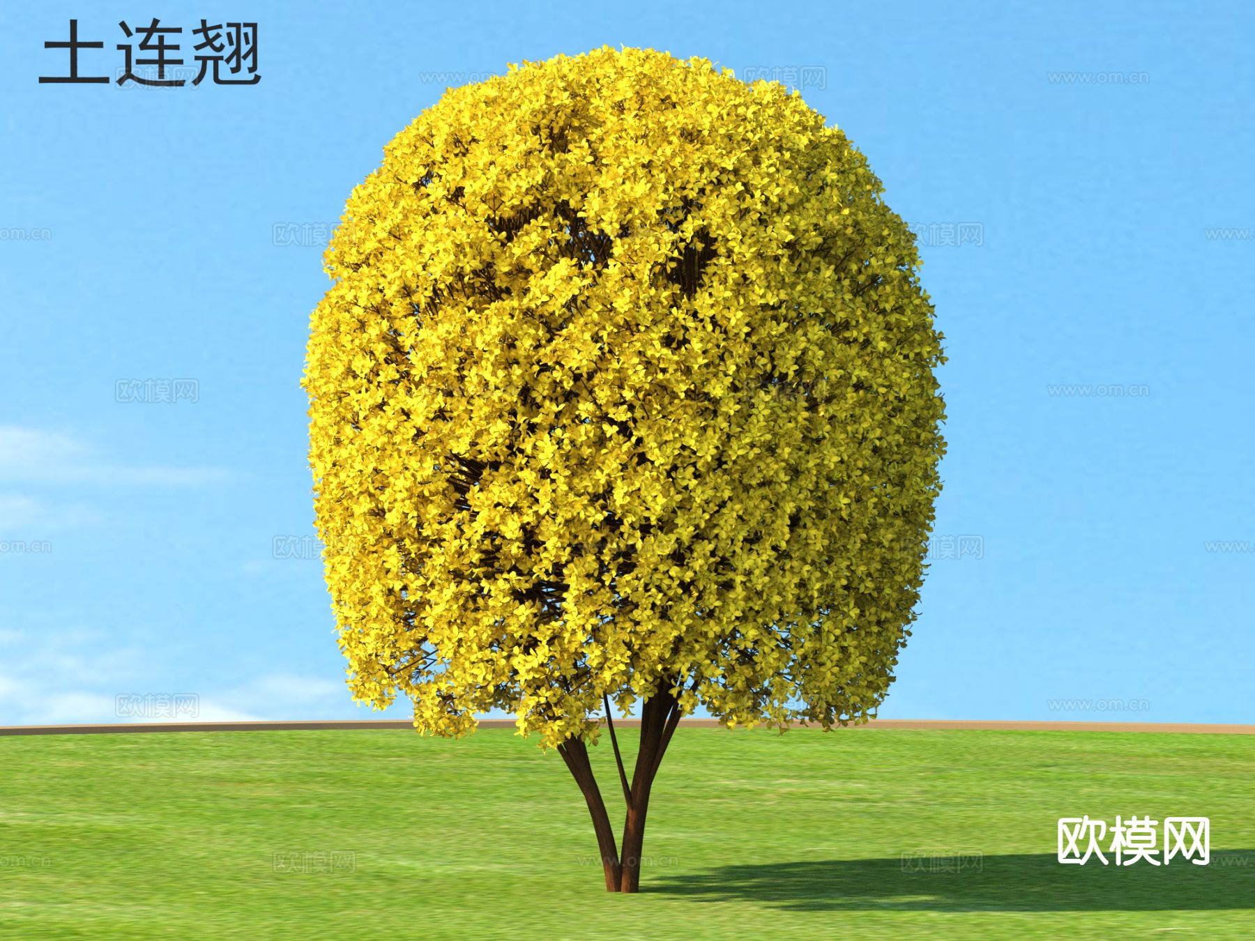 现代花草 土连翘3d模型下载