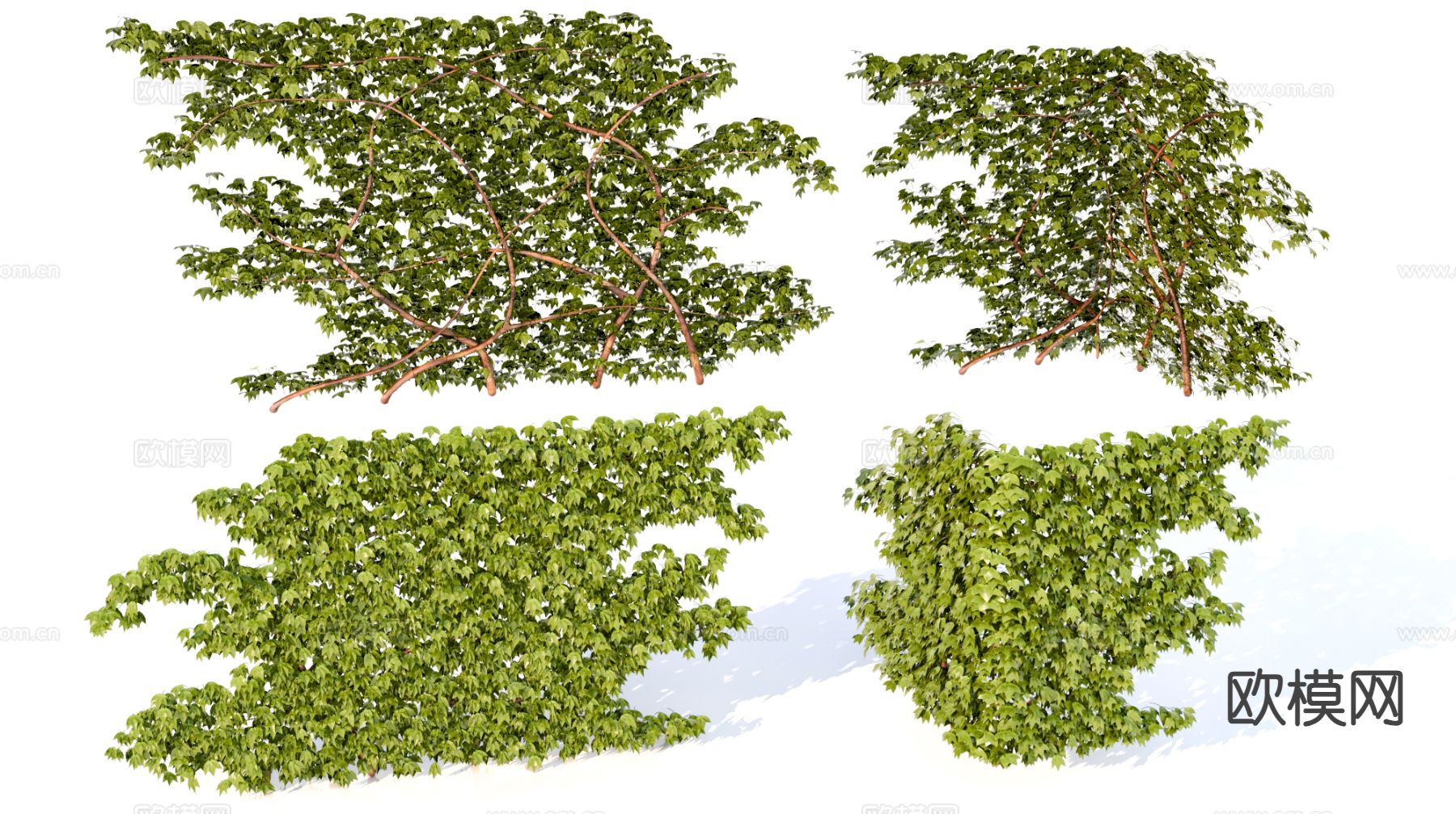 爬山虎 爬墙虎 藤蔓植物3d模型下载