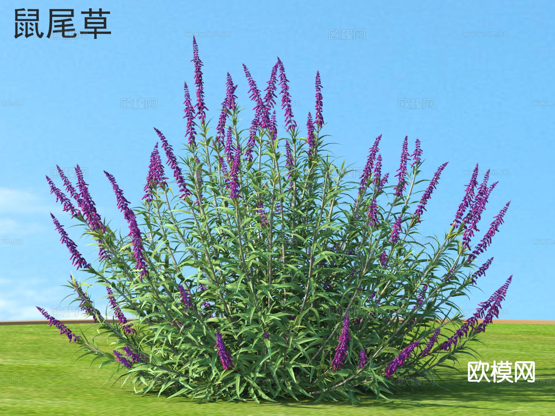 鼠尾草 花草灌木3d模型下载