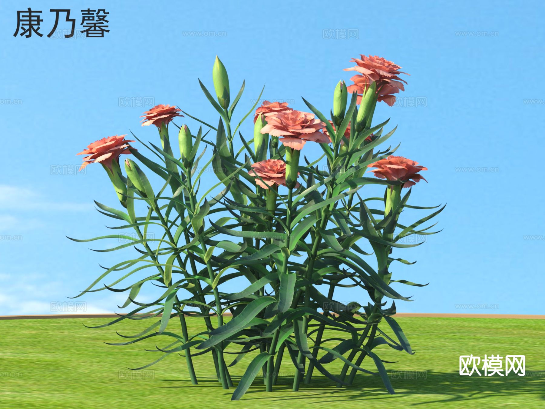 康乃馨 花草灌木 植物类3d模型下载