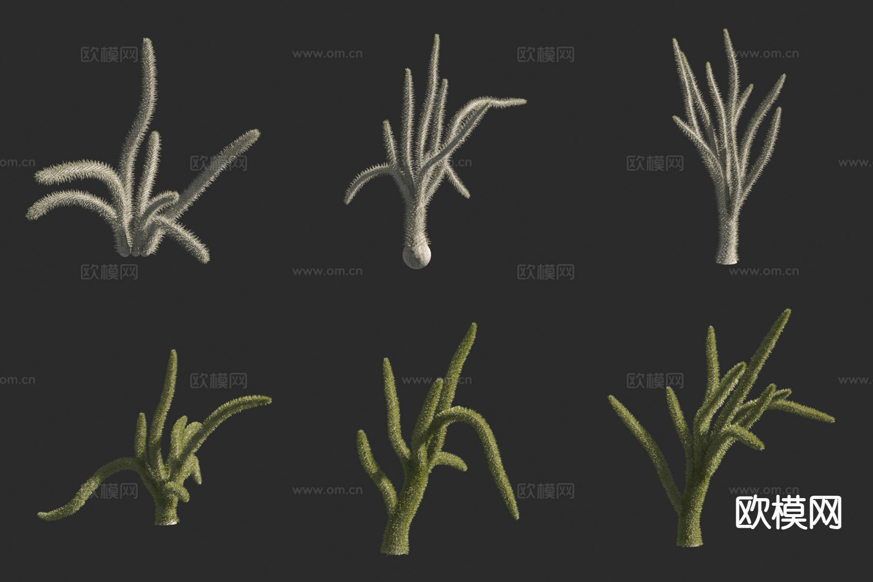 马达加斯加龙树草3d模型下载